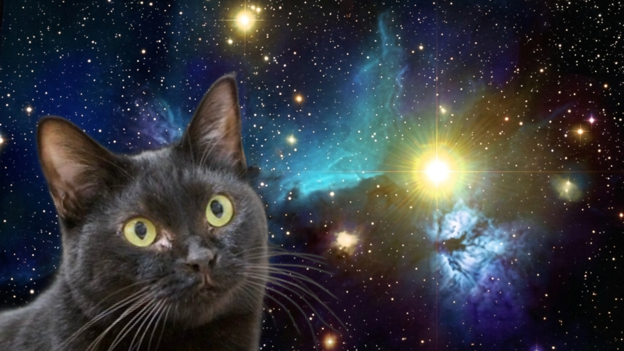 宇宙猫サンプル